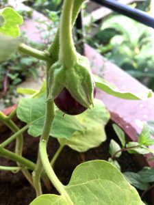 Solitary Brinjal on my balcony 'garden'