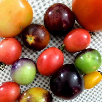 Red, black, green and yellow tomatoes