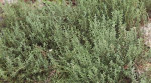 Thyme at First Agro Farms