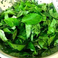 Basil leaves for basil oil