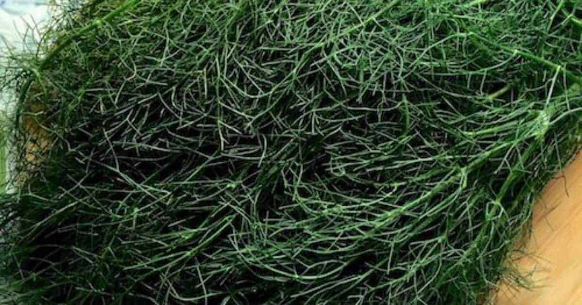 Fennel Frond Pesto in Basil Oil Recipe Pepper On Pizza