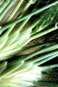 Fresh fennel stems with fronds