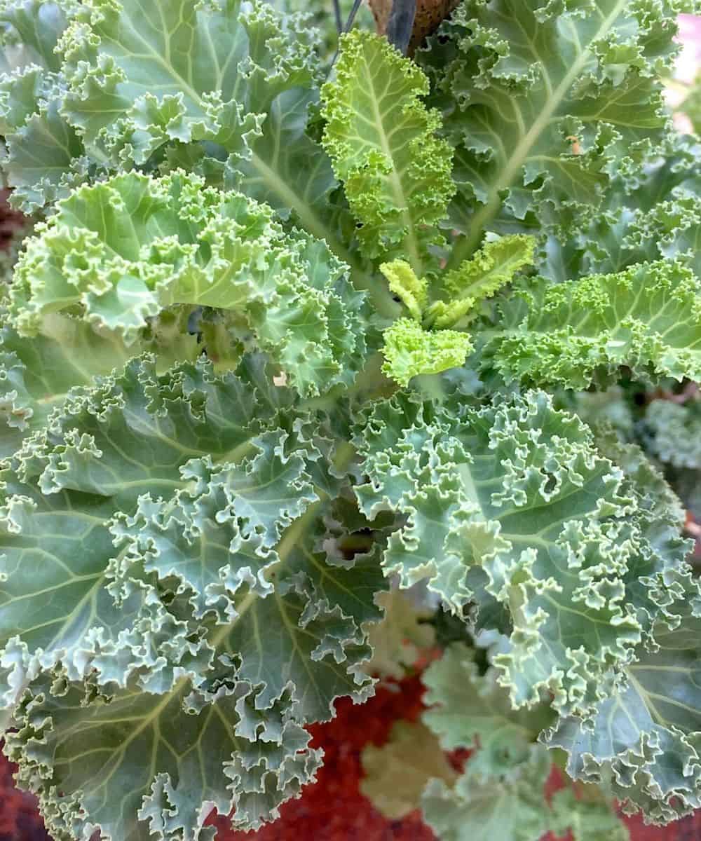 Green curly kale with large leaves in a pot in my garden