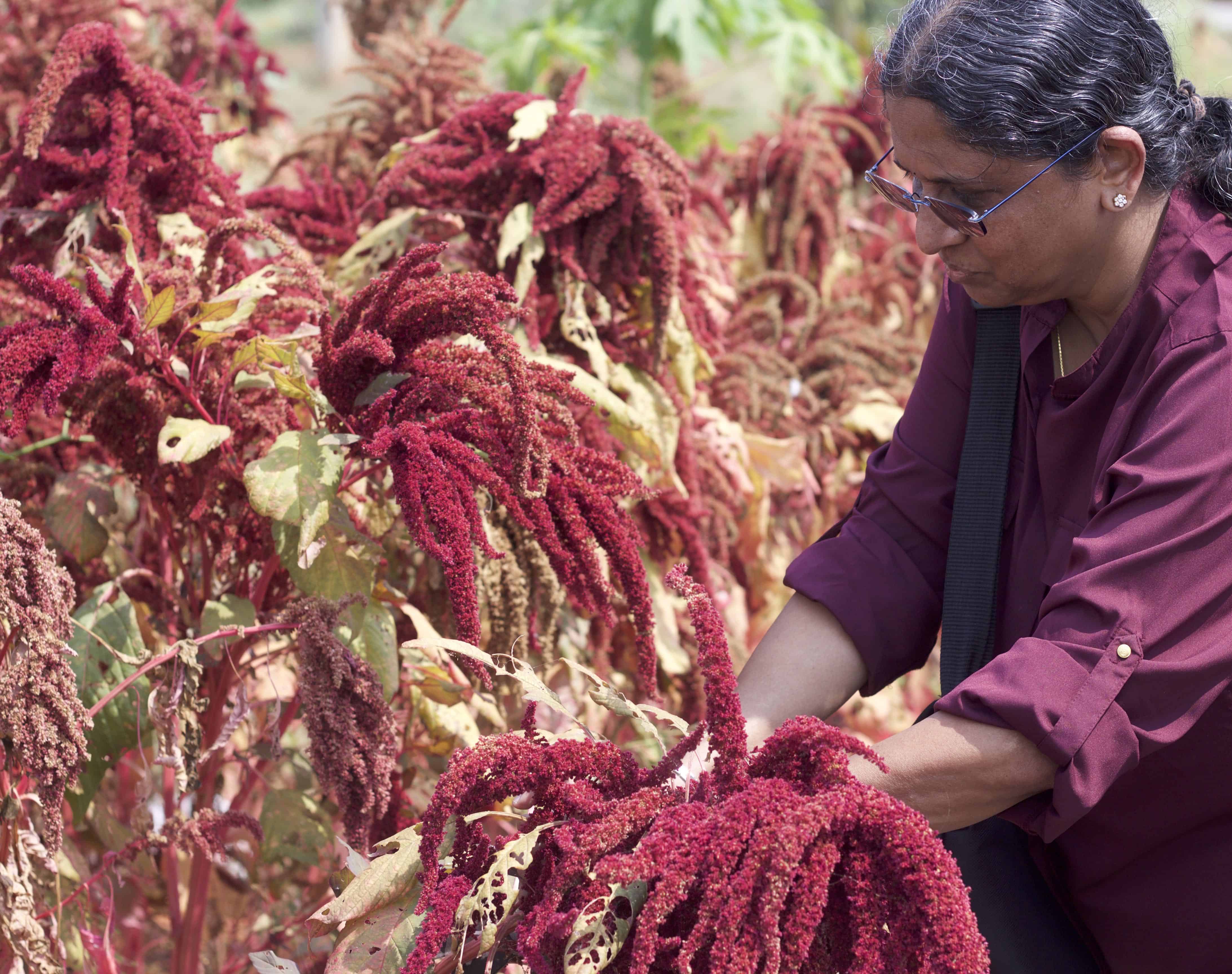 Myself, at First Agro Farms, harvesting Kiwicha!