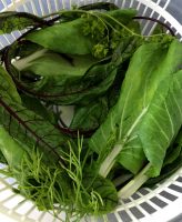 Salad Greens and Herbs