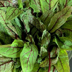 Red veined sorrel