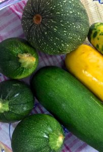 Yellow and green zucchini, some long and narrow, others plump and spherical