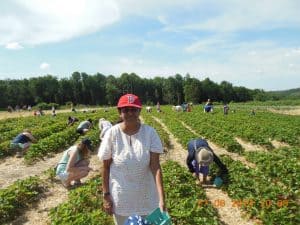 Strawberry Picking