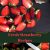 Strawberry Recipes