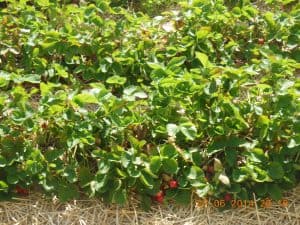 Strawberries ready to be picked_PepperOnPizza.com