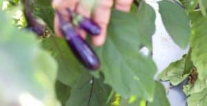 Two bright purple long narrow Nasu brinjals with the fingers holding them up aginst broad green leaves. 