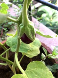 A single small round purple brinjal in a pot on my balcony, iwth broad green leaves