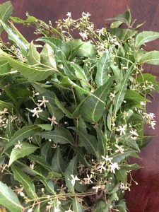 A bunch of neem leaves with star like white fresh neem flowers