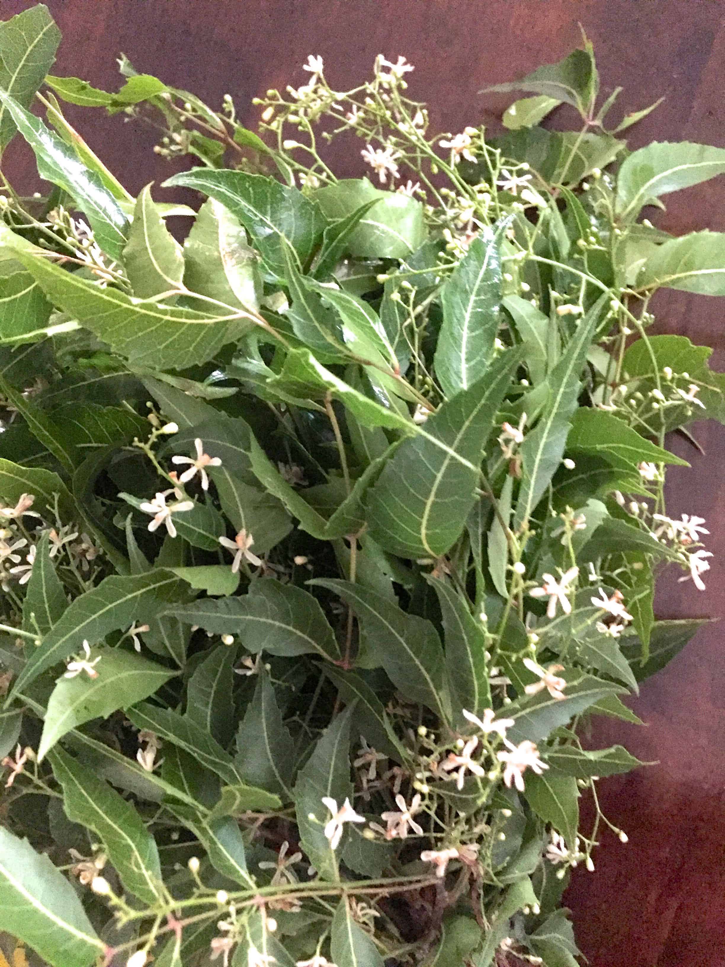 A bunch of neem leaves with star like white fresh neem flowers 