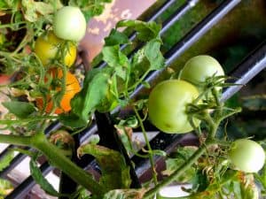 Green tomatoes from my little balcony garden