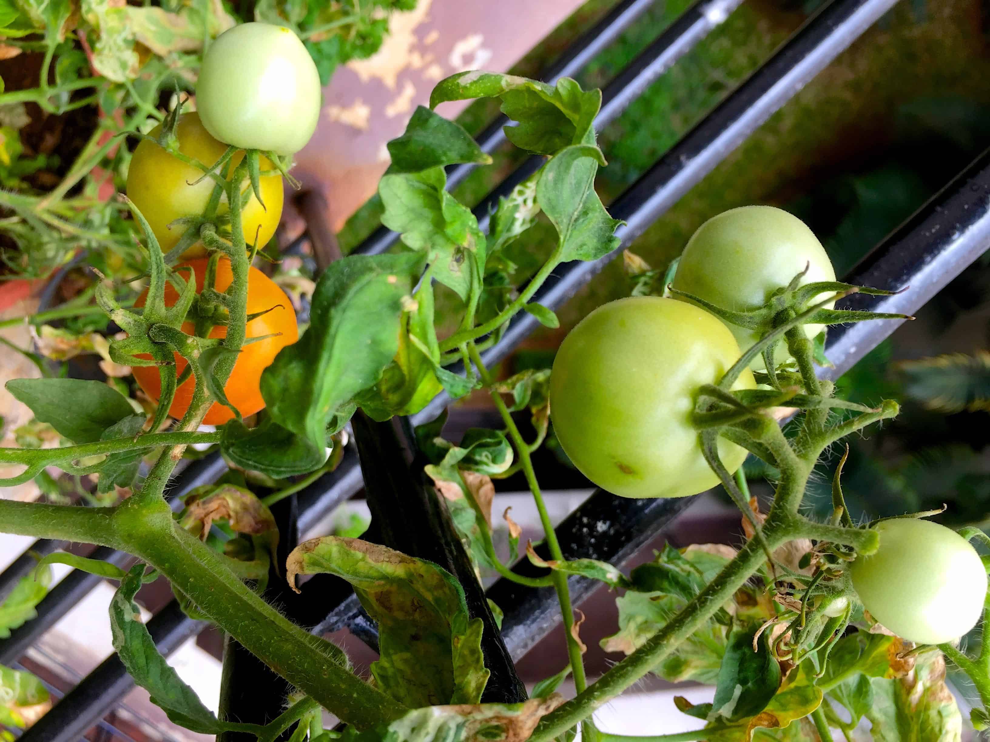 Green tomatoes from my little balcony garden