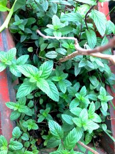 bright green peppermint in my garden