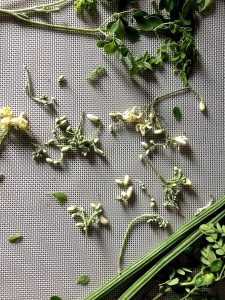 A grey background showing 2 drumsticks (moringa pods) in the lower righ corner, white and pale green moringa flowers scattered all over and a mornga leaves upper right corner, from our gardens and all used in the drumstick corn carrot soup