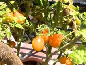 Yellow tomatoes grown in my garden