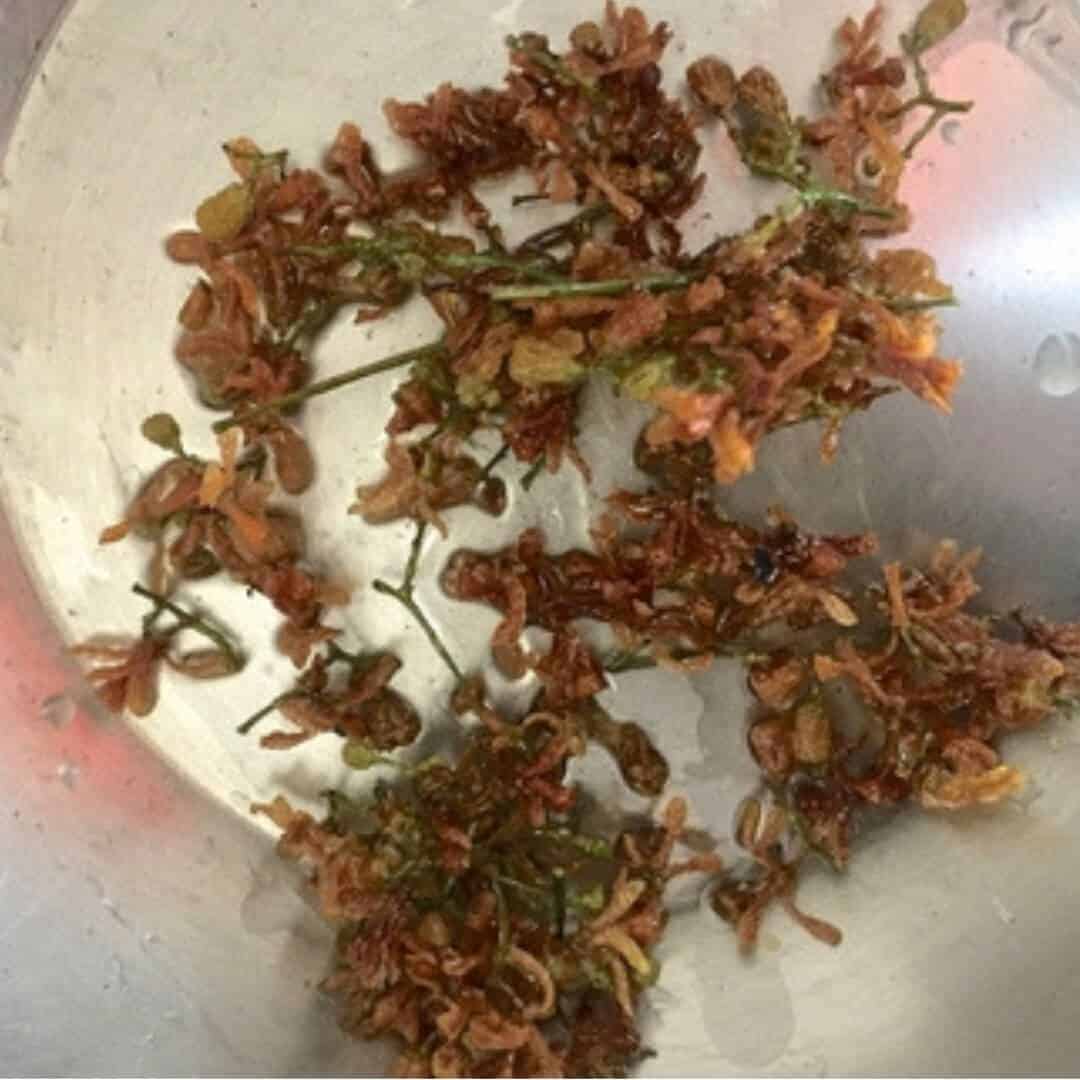 Tiny Neem flowers fried to a crisp brown in Ghee, on a white pan