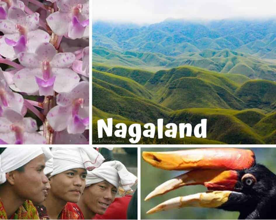 Collage of the Indian State of Nagaland, showing large pinkish white flowers, a green and blue mountain landscape, Men wearing a typical Naga headress, and a group of hornbills with large orange beaks