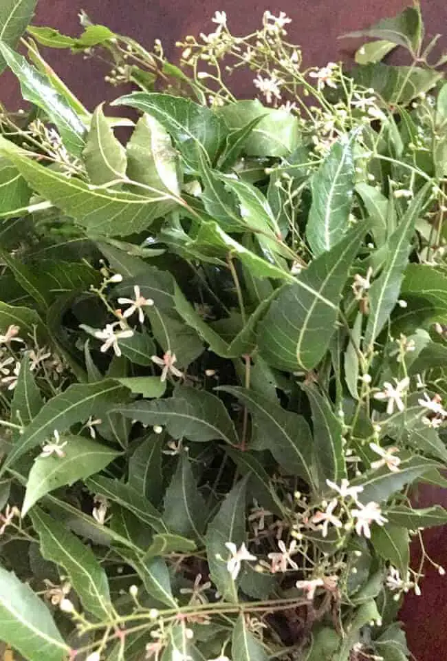 A bunch of fresh green Neem (margosa) Leaves with white star like tiny neem blossoms