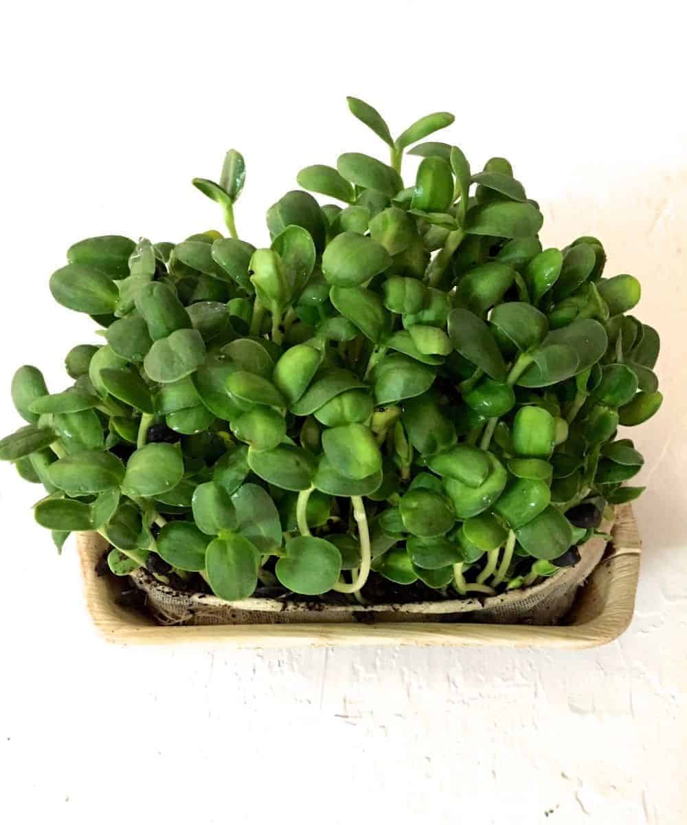 Sturdy dark green fresh sunflower microgreens in a small cream coloured basket