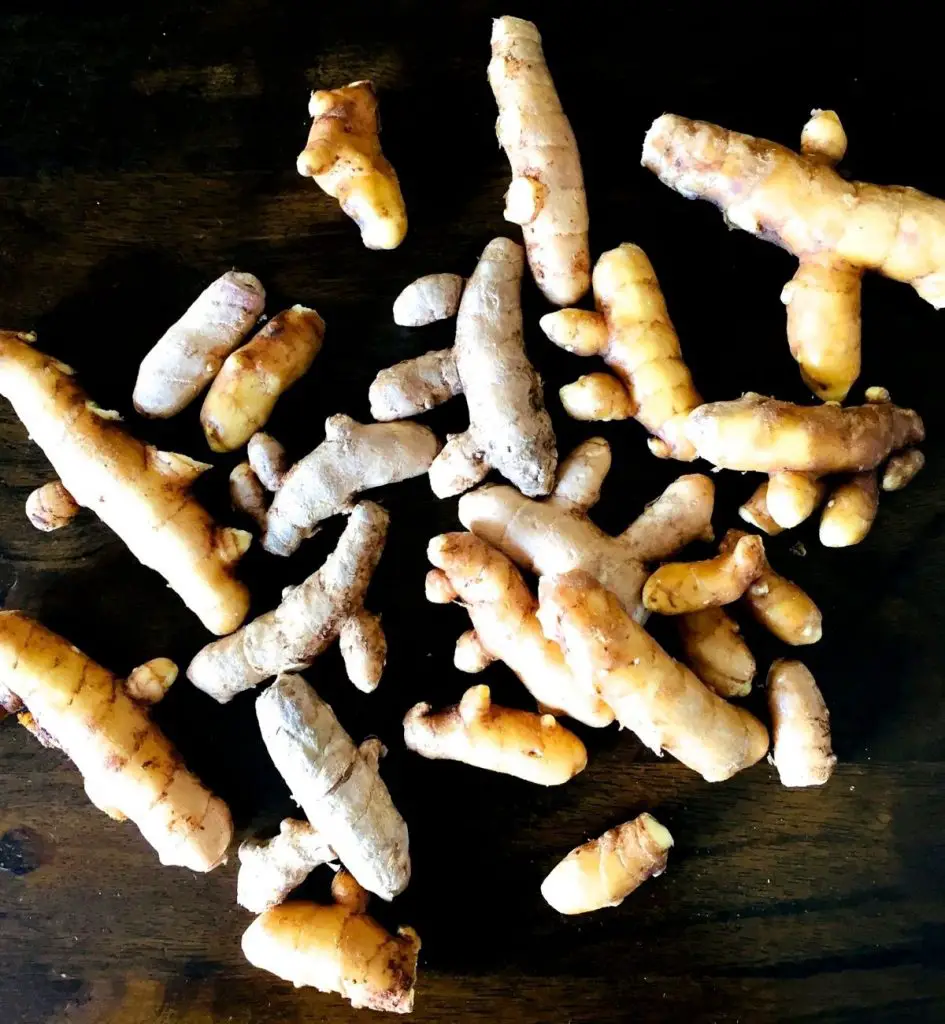 Short pieces of unpeeled pale brown roots, some with several nodes on the sides. All on a dark brown background